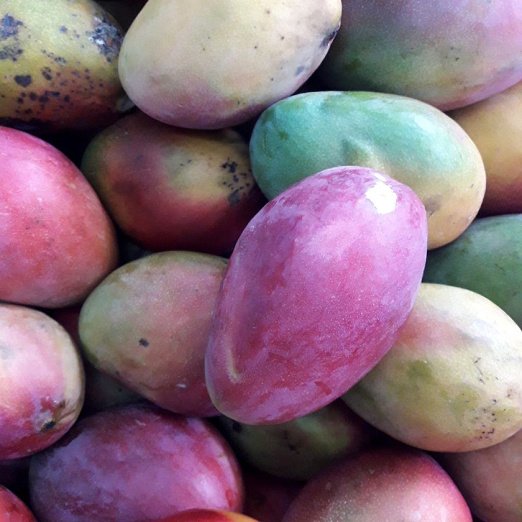 Mango Palmer - Mangifera indica