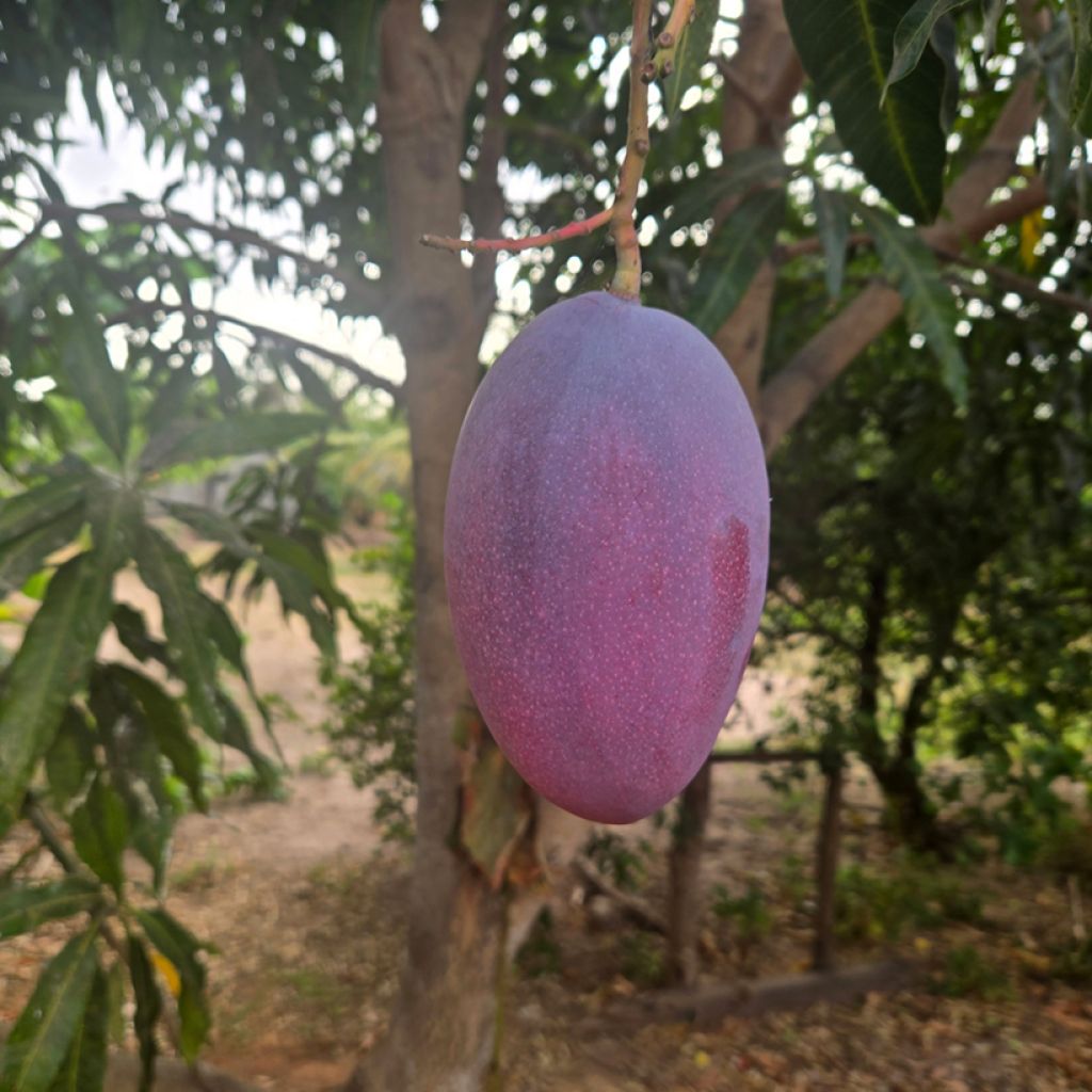 Mango Palmer - Mangifera indica