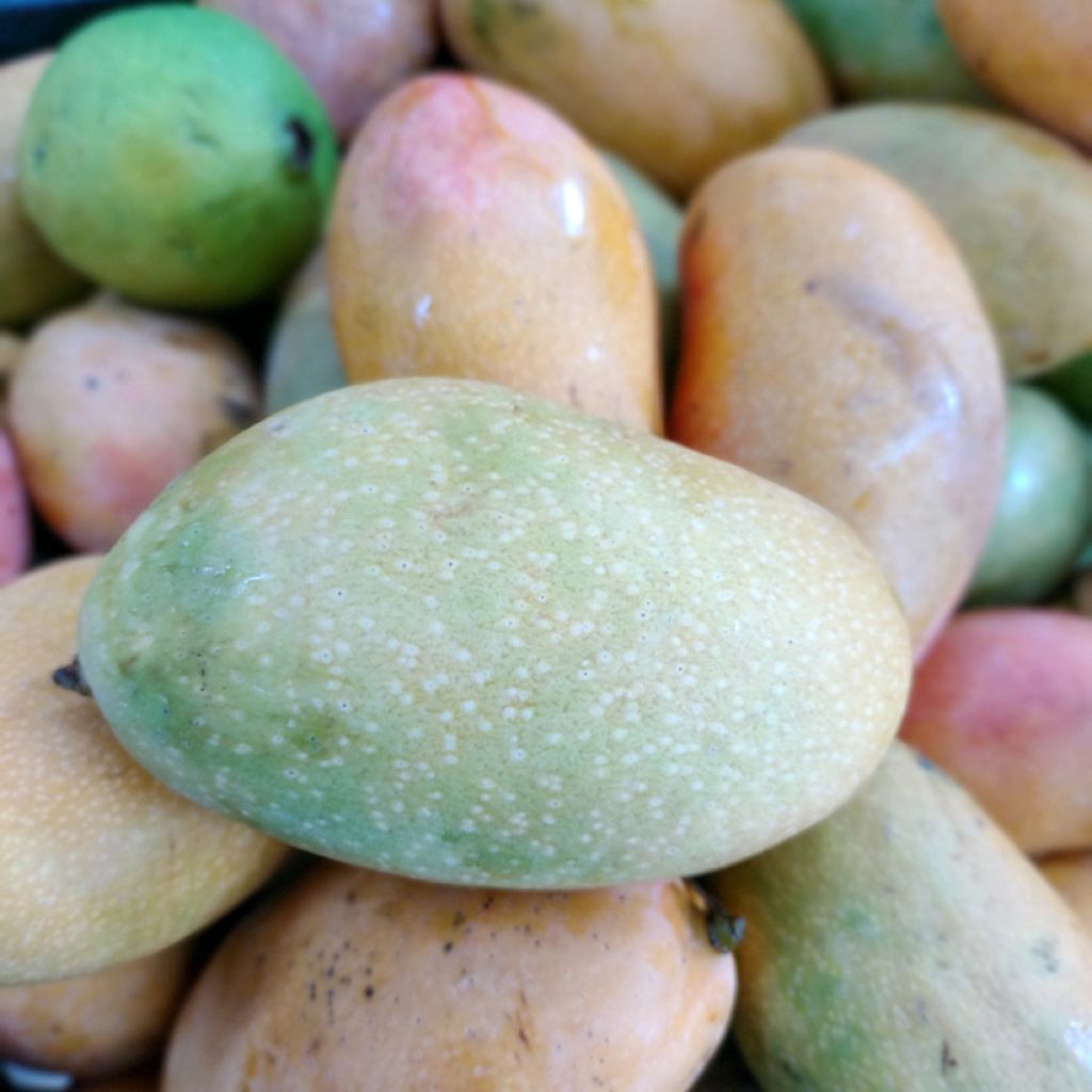 Mango Palmer - Mangifera indica