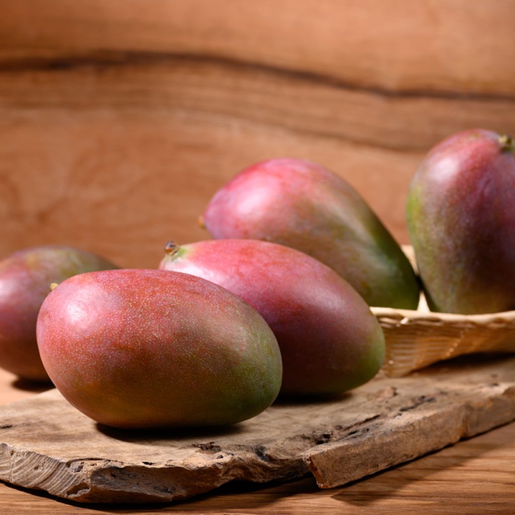 Mango Palmer - Mangifera indica
