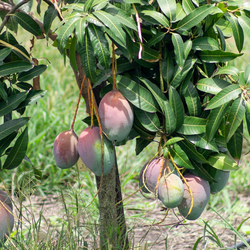 Mango Tommy Atkins - Mangifera indica