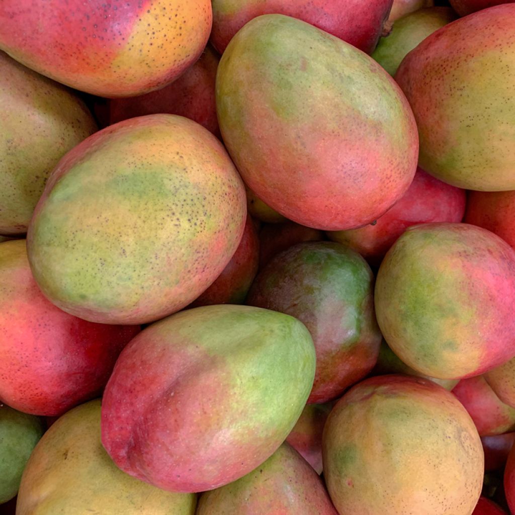 Mango Tommy Atkins - Mangifera indica