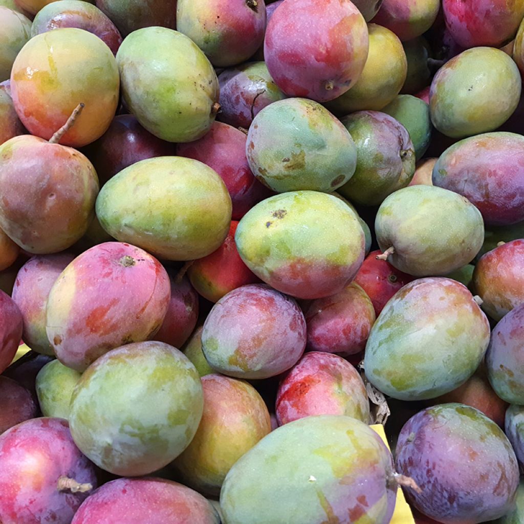Mango Tommy Atkins - Mangifera indica