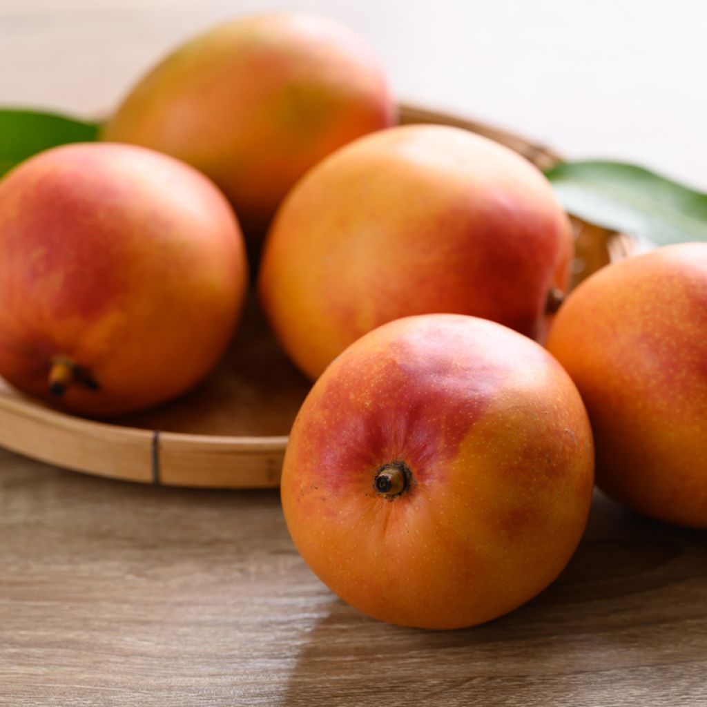 Mango Tommy Atkins - Mangifera indica