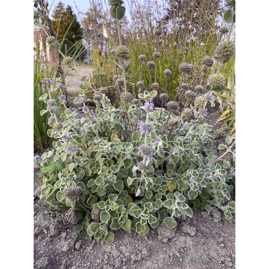 Marrubium supinum - Marrube couché