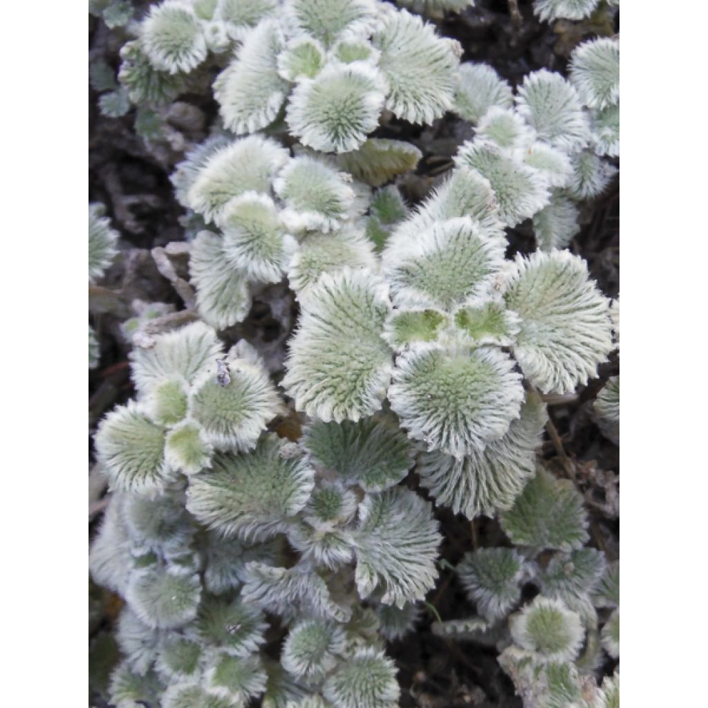 Marrubium supinum - Marrube couché