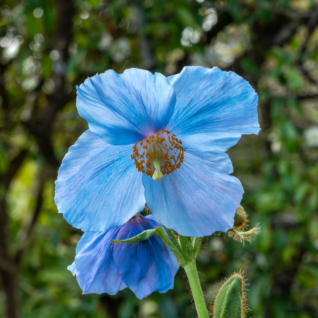 Meconopsis sheldonii Lingholm
