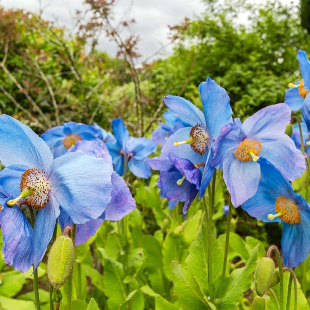Meconopsis sheldonii Lingholm