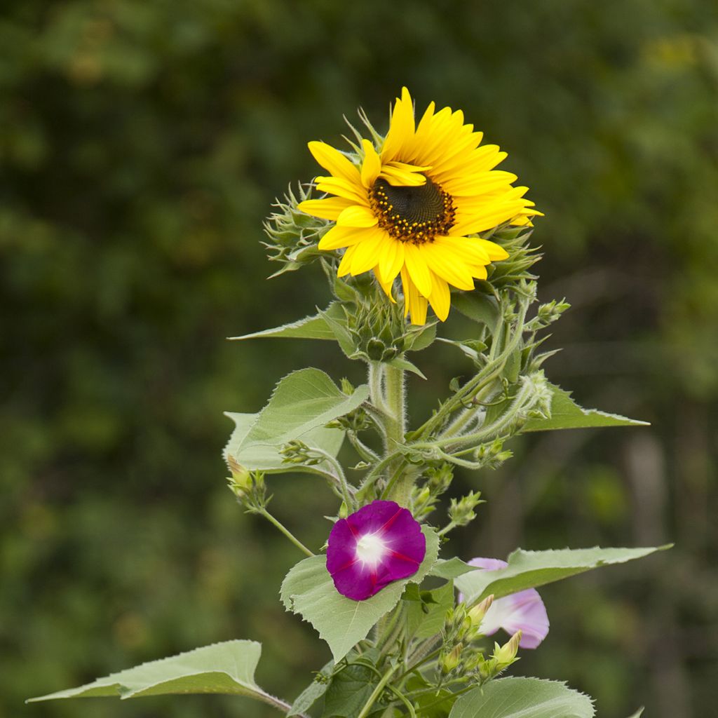 Mistura di fiori per schermo (girasoli e rampicante)