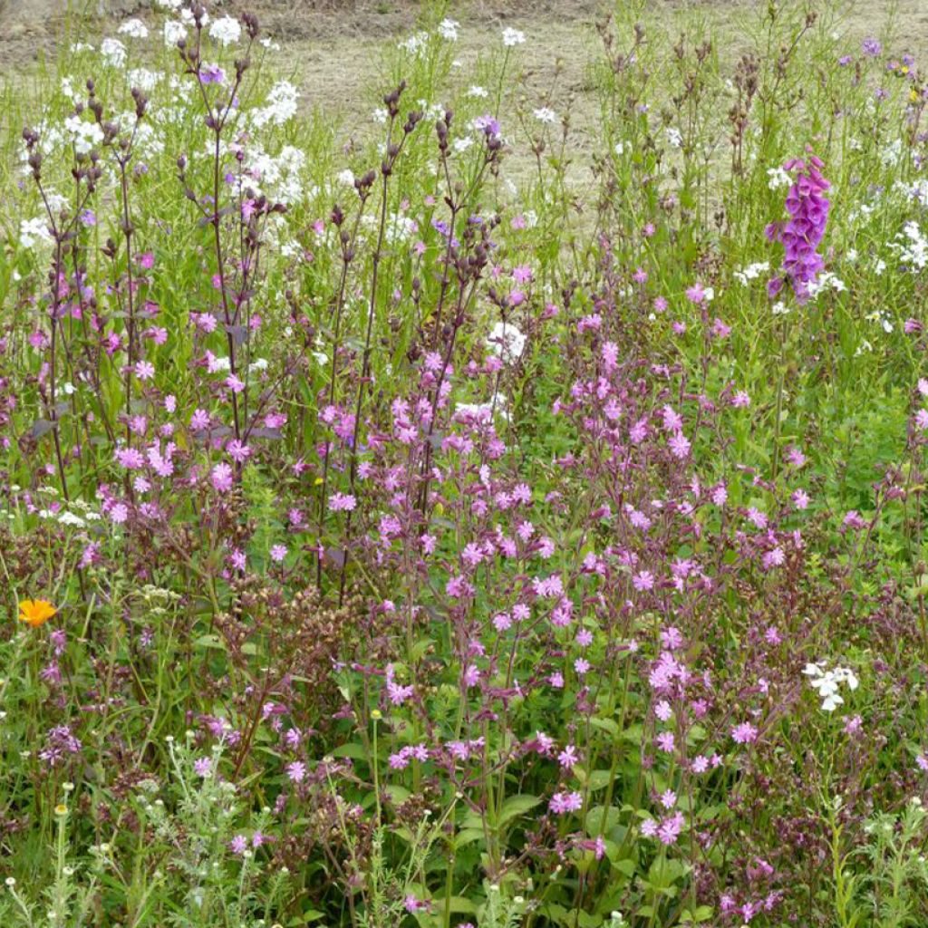Mix di fiori selvatici Luce e Ombra