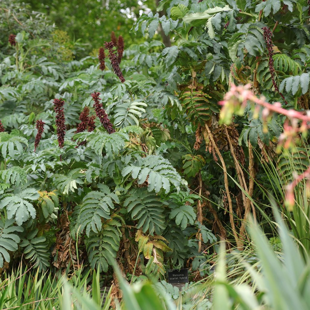 Melianthus major - Melianto maggiore