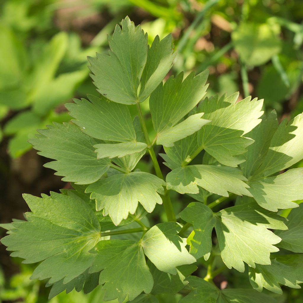 Melissa Officinalis Citro Quick - Melissa vera