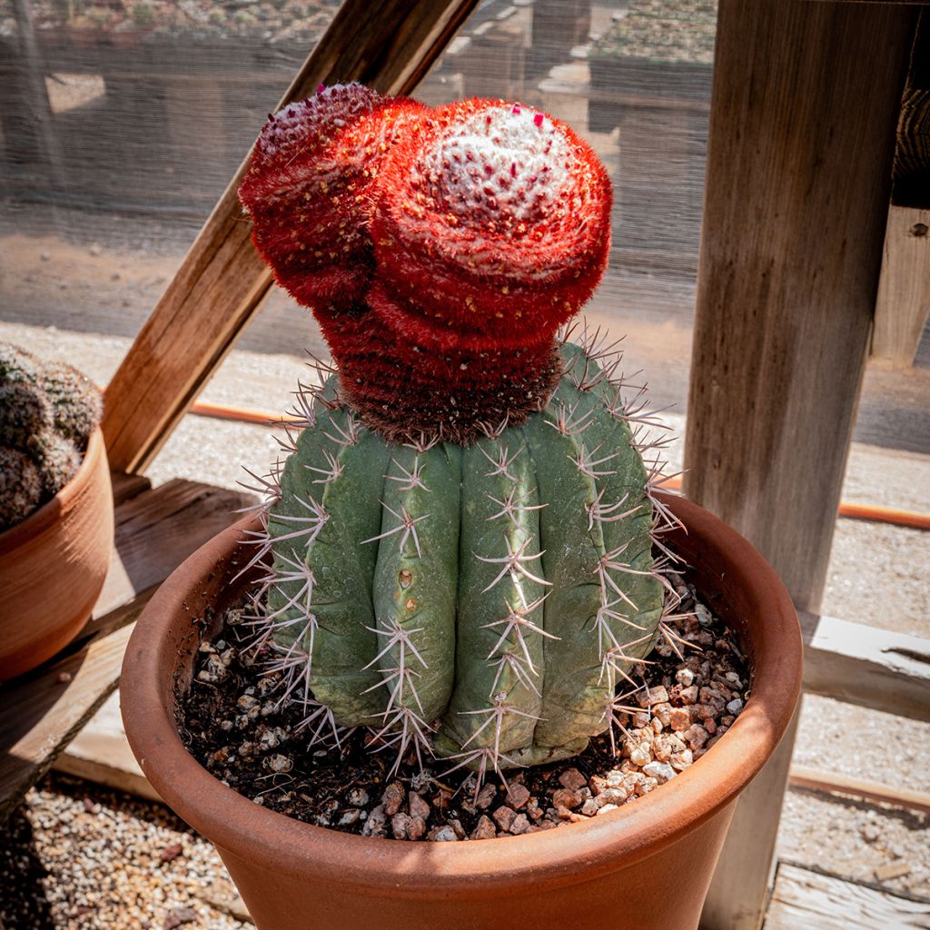 Cactus- Melocactus azureus