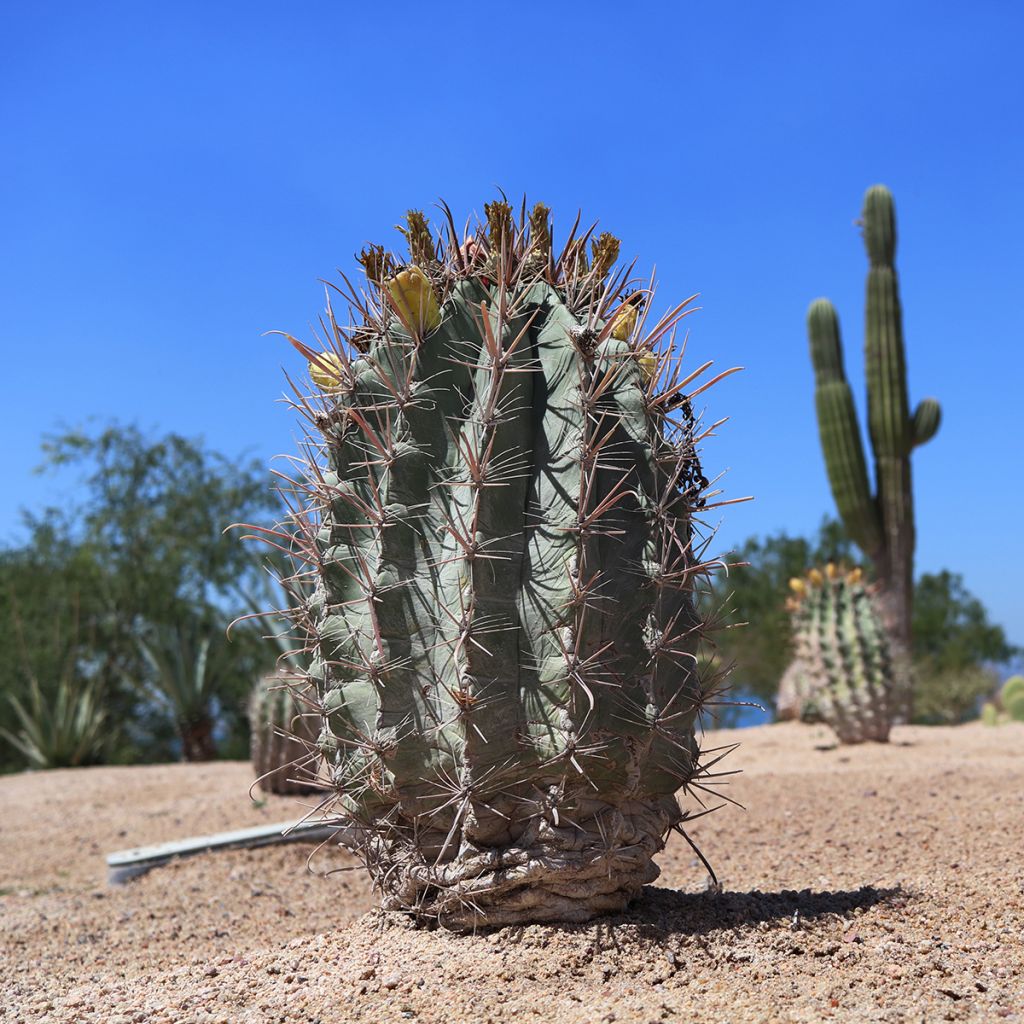 Cactus- Melocactus azureus