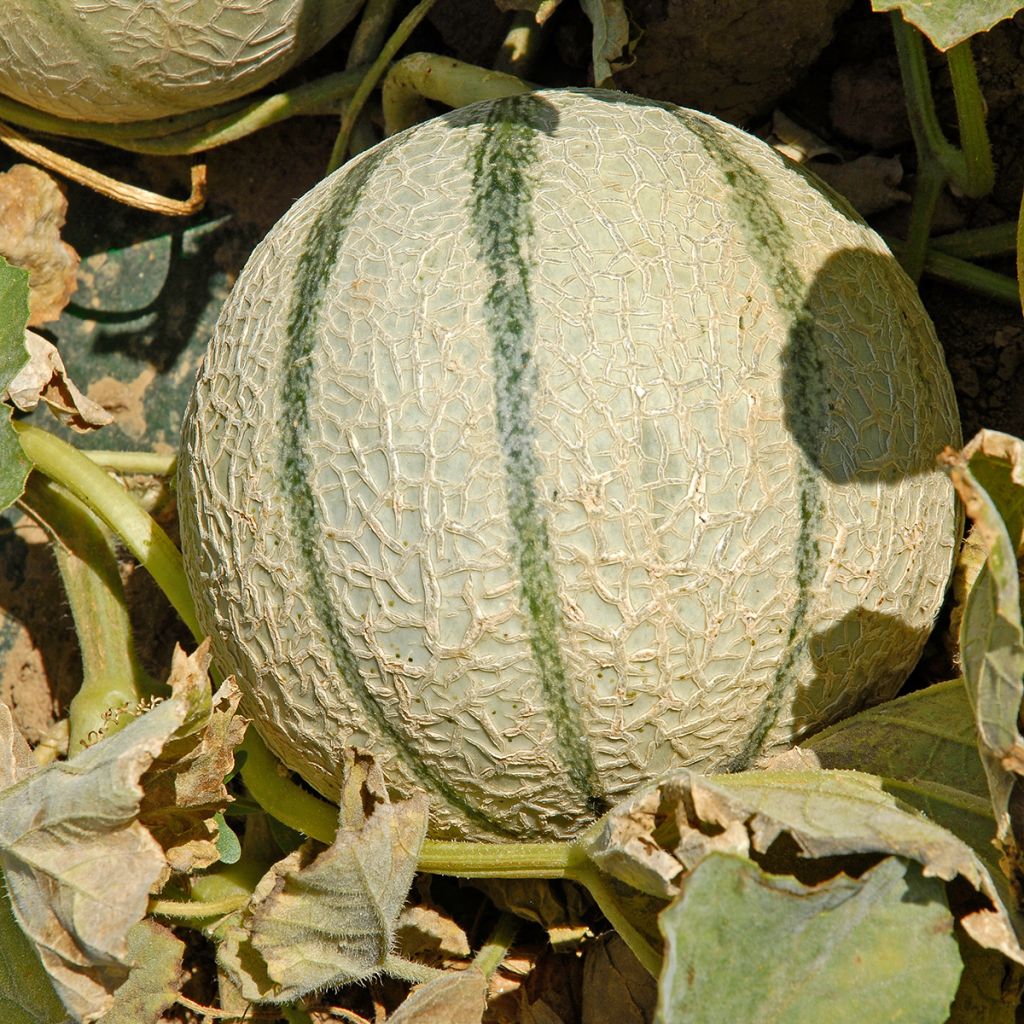 Melone Anasta F1