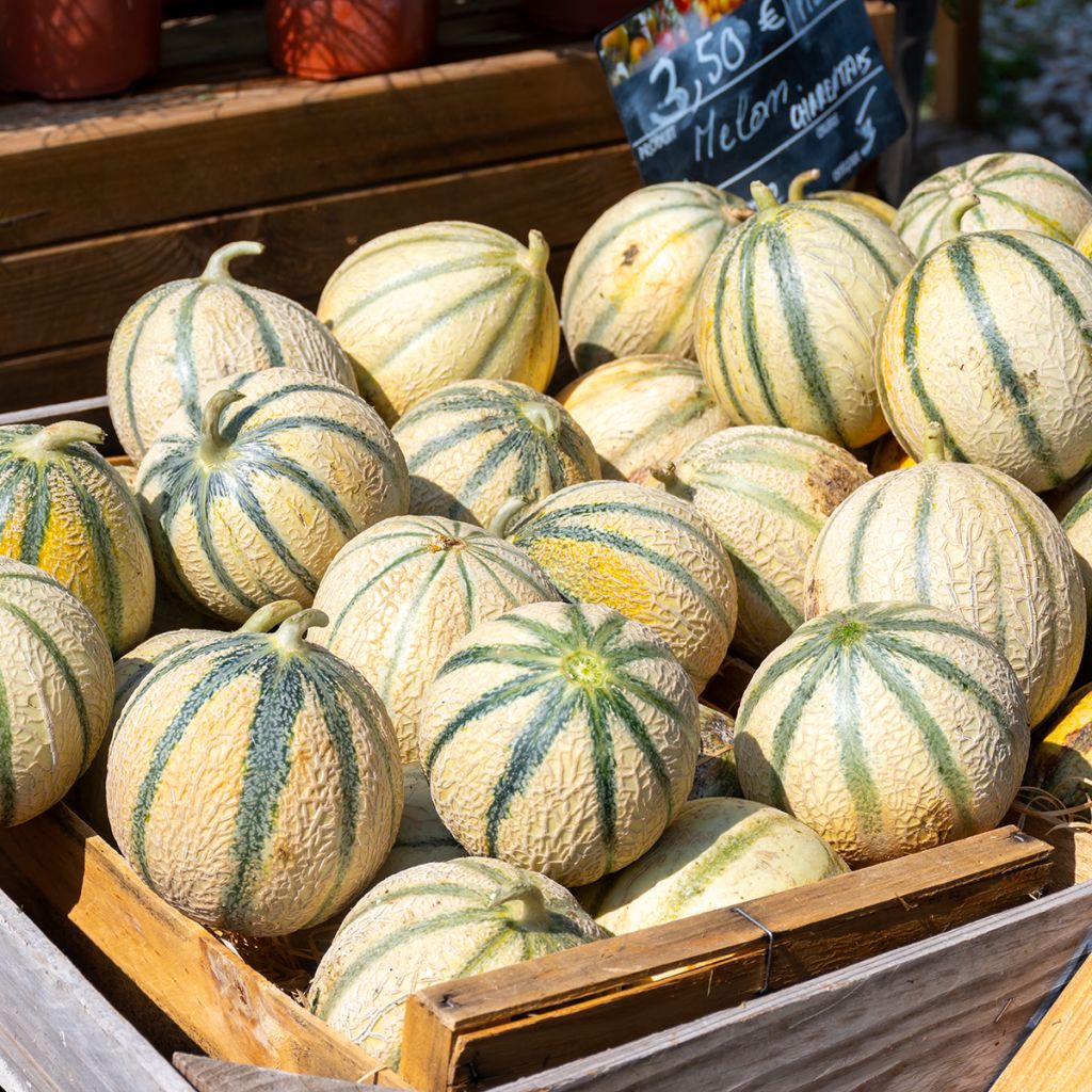 Melone Cantalupo di charentais Bio - Ferme de Sainte Marthe