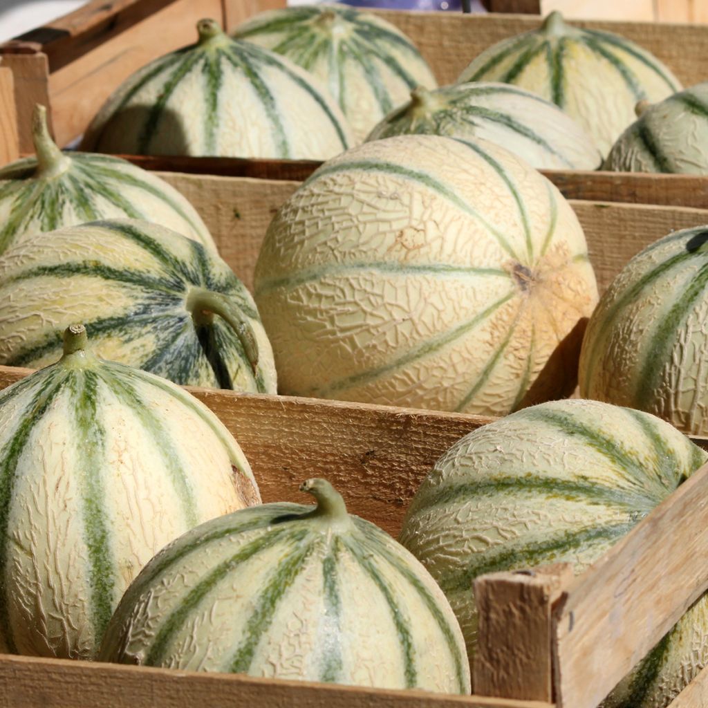 Melone Cantalupo charentais