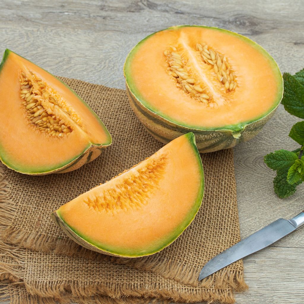 Melone Cantalupo charentais