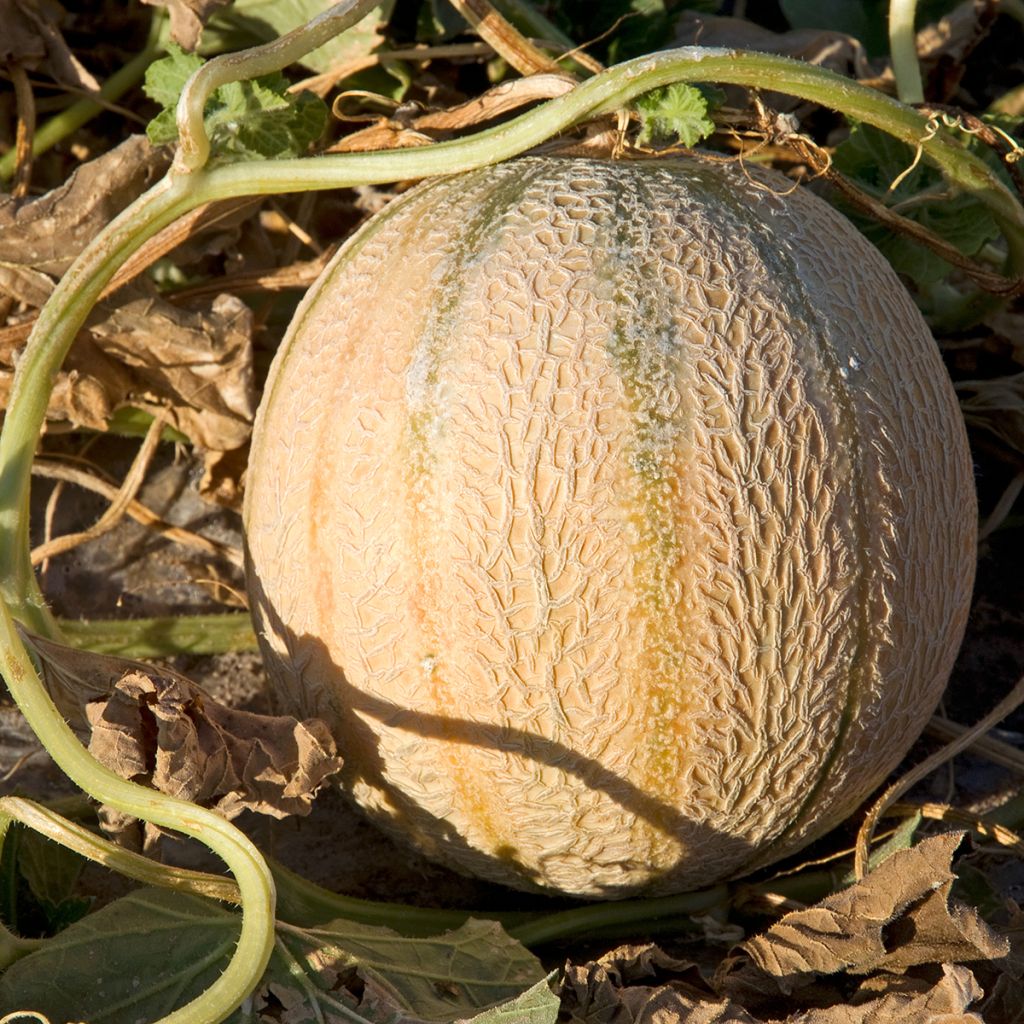 Melone Cantalupo charentais