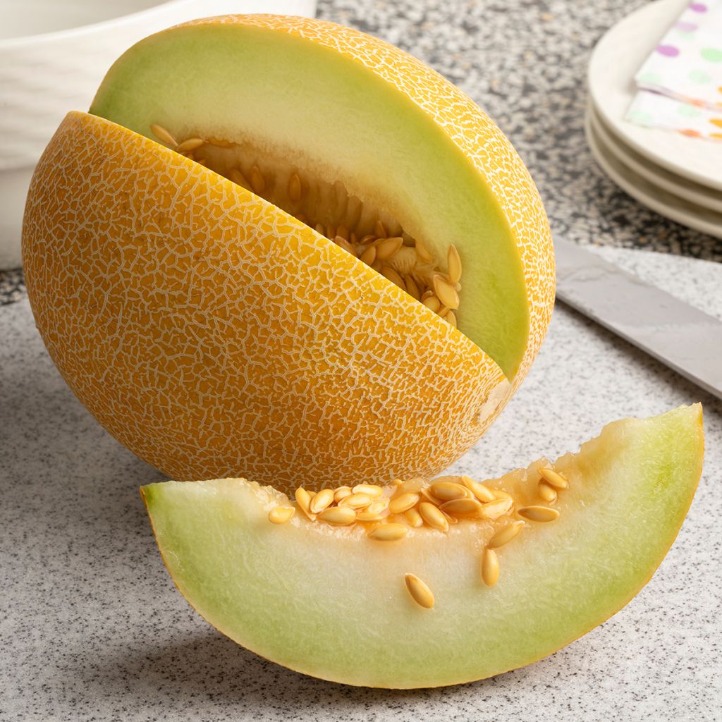 Melone Galia