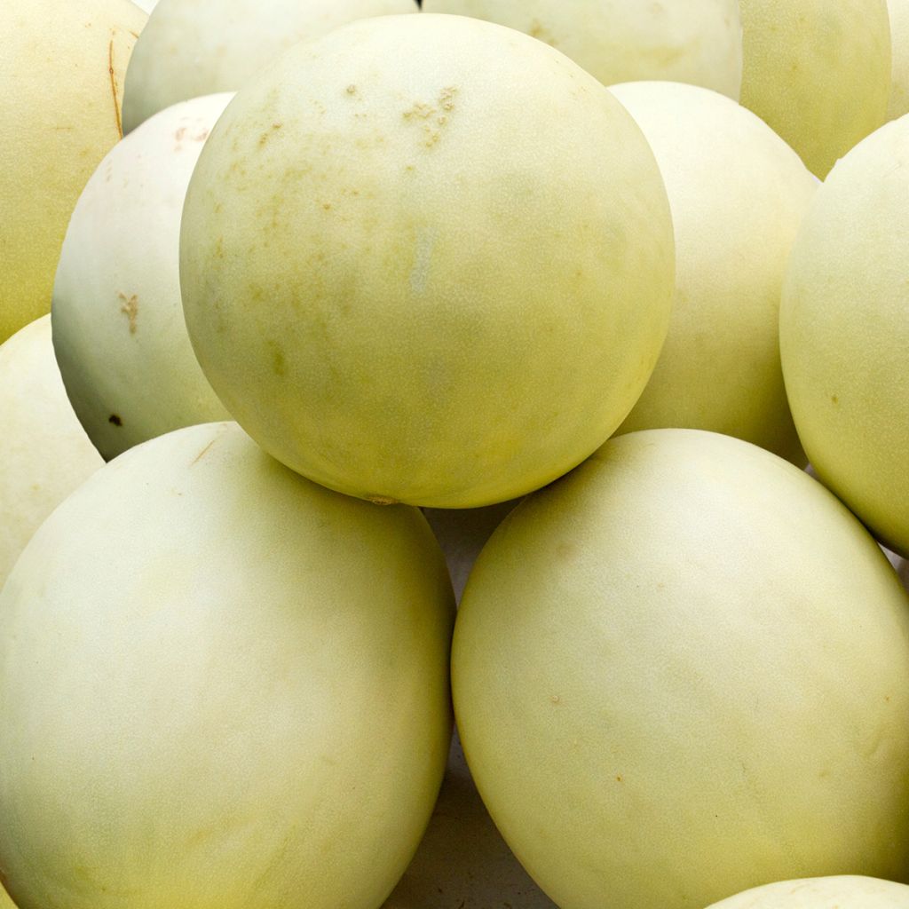Melone Honey Dew Bio - Ferme de Sainte Marthe