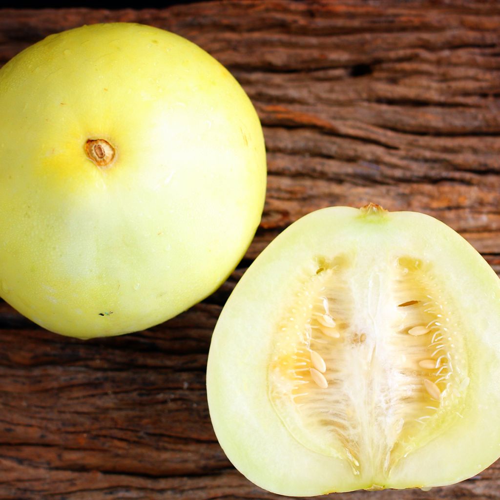 Melone Honey Dew Bio - Ferme de Sainte Marthe