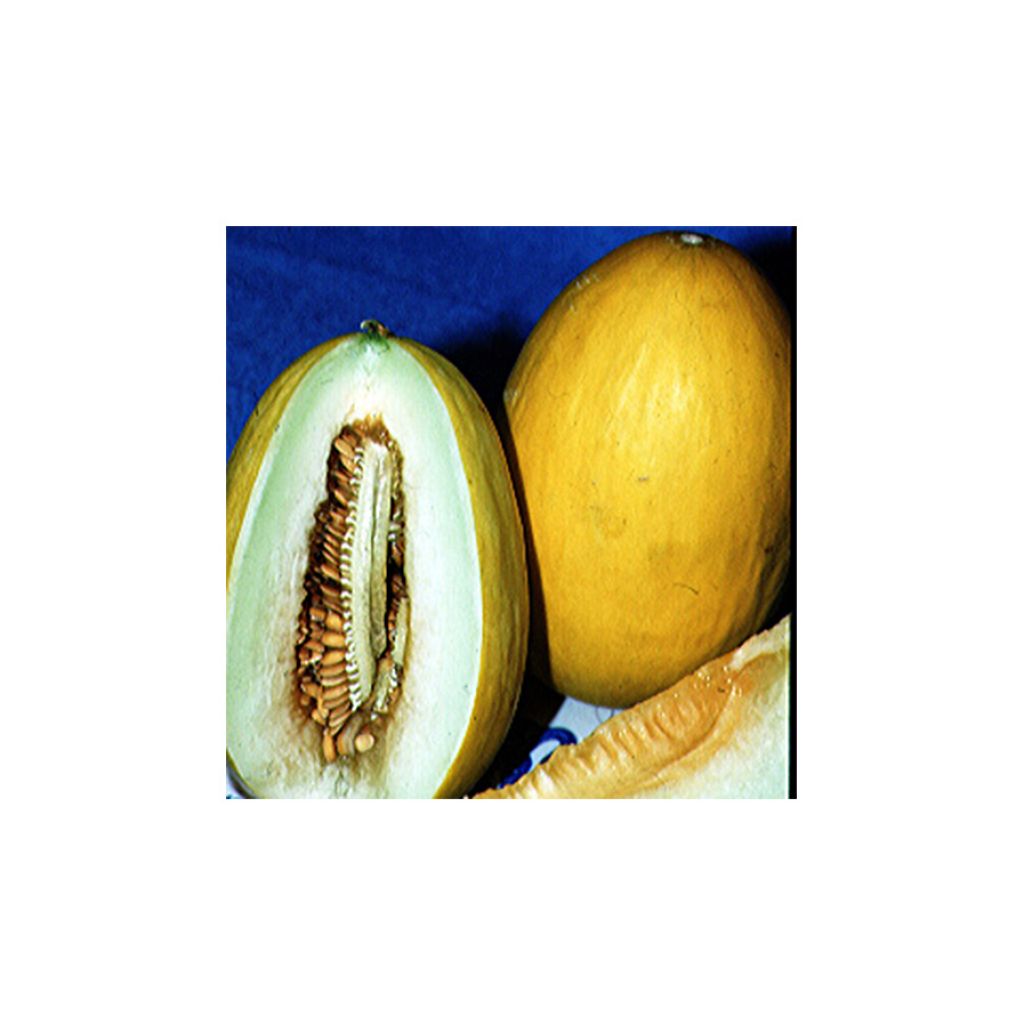 Melone Canari 2 Bio