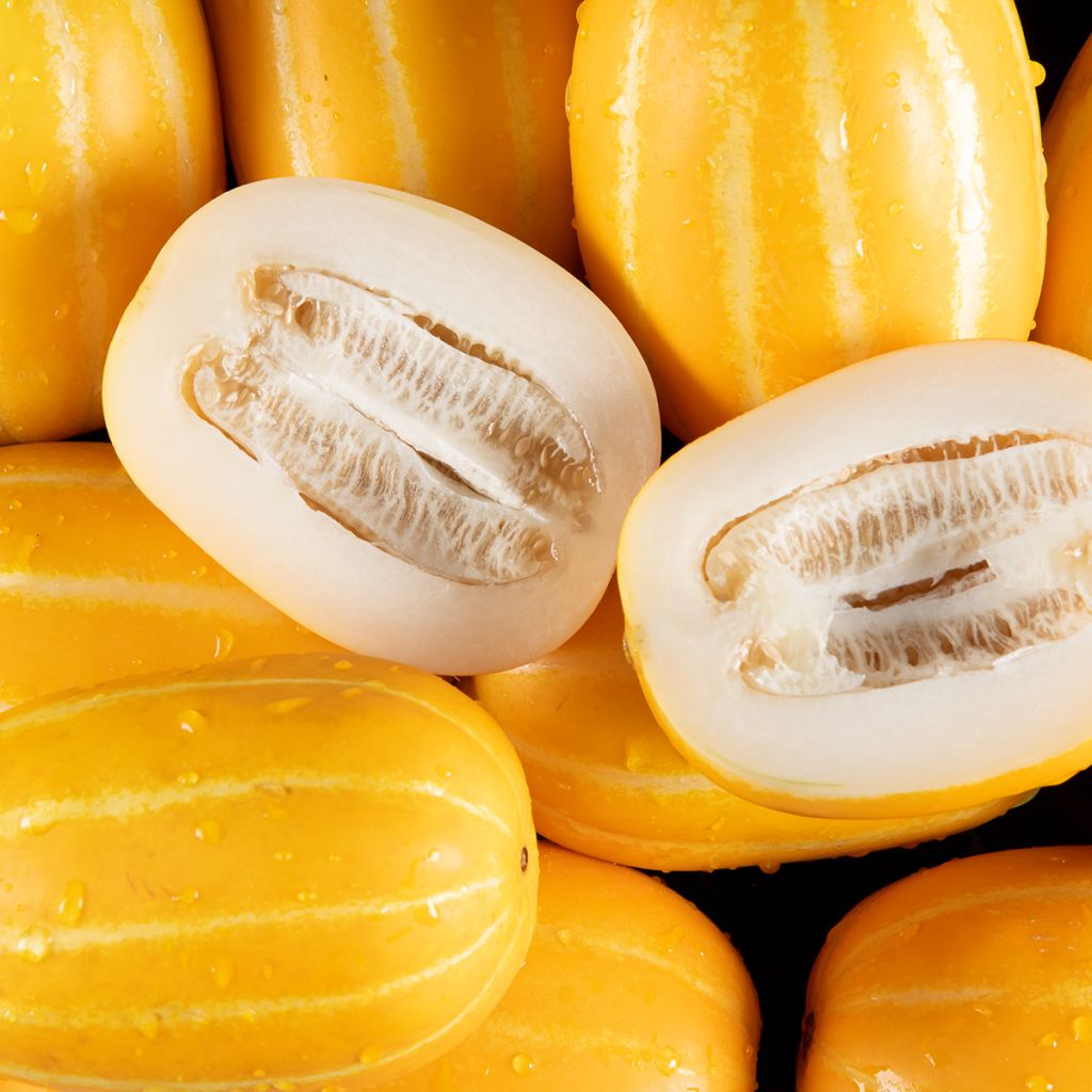 Melone Mango Bio - Ferme de Sainte Marthe