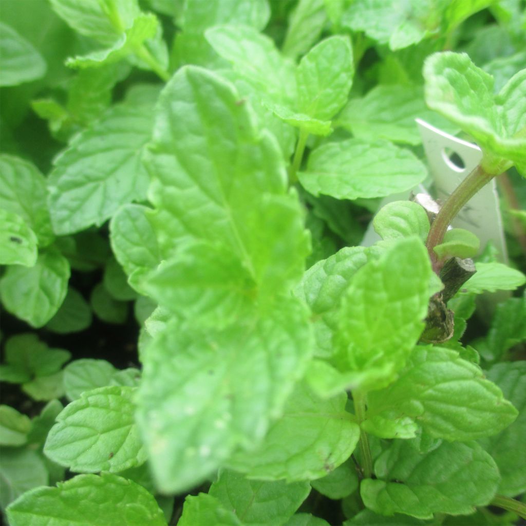 Mentha haplocalyx Bio - Menta