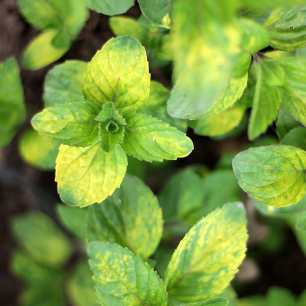 Mentha piperita Ginger - Menta piperita