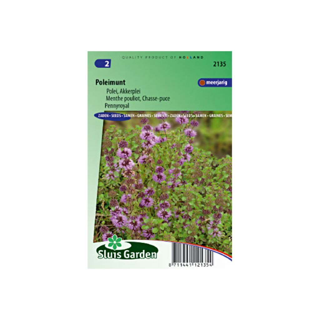 Mentha pulegium Pouliot - Menta