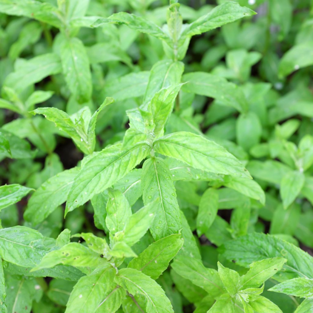Mentha asiatica Var Asiatica - Menta asiatico
