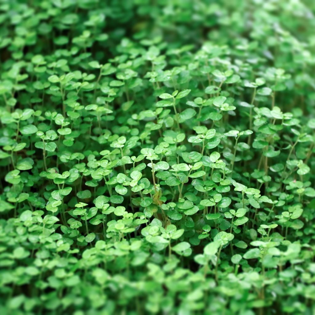 Mentha requienii - Menta