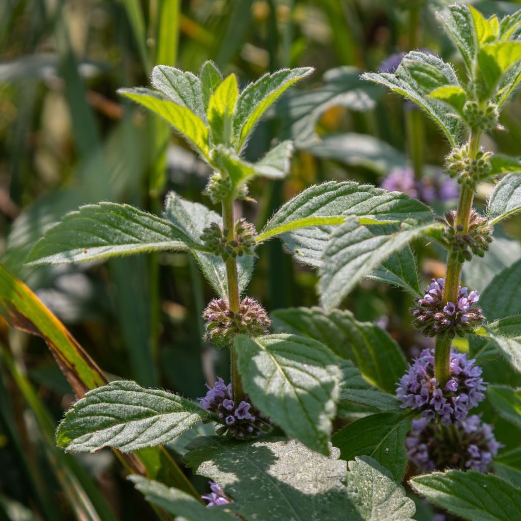 Mentha arvensis - Menta campestre