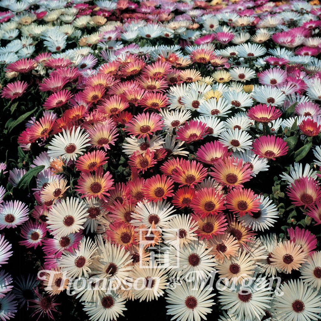 Mesembryanthemum Sparkles Mixed