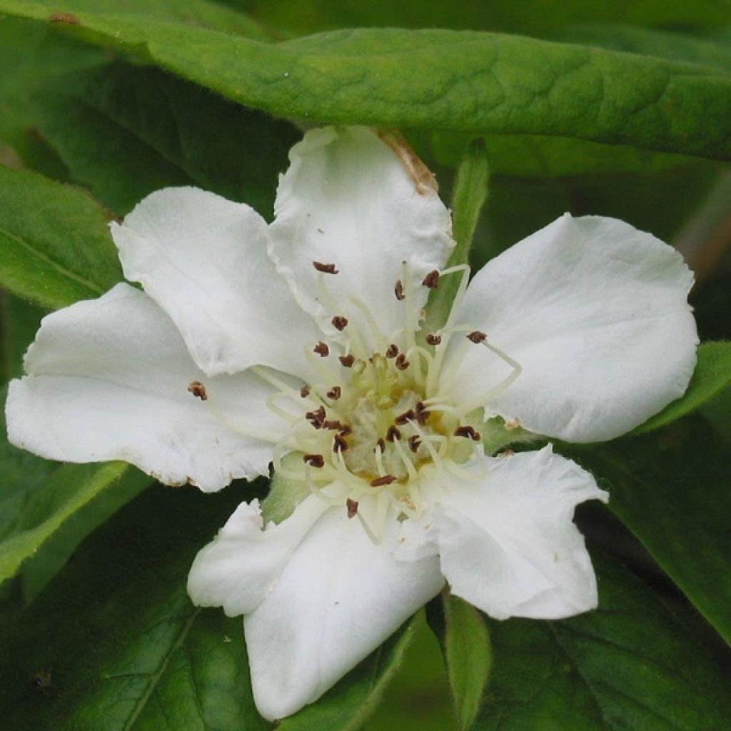 Mespilus germanica - Nespolo