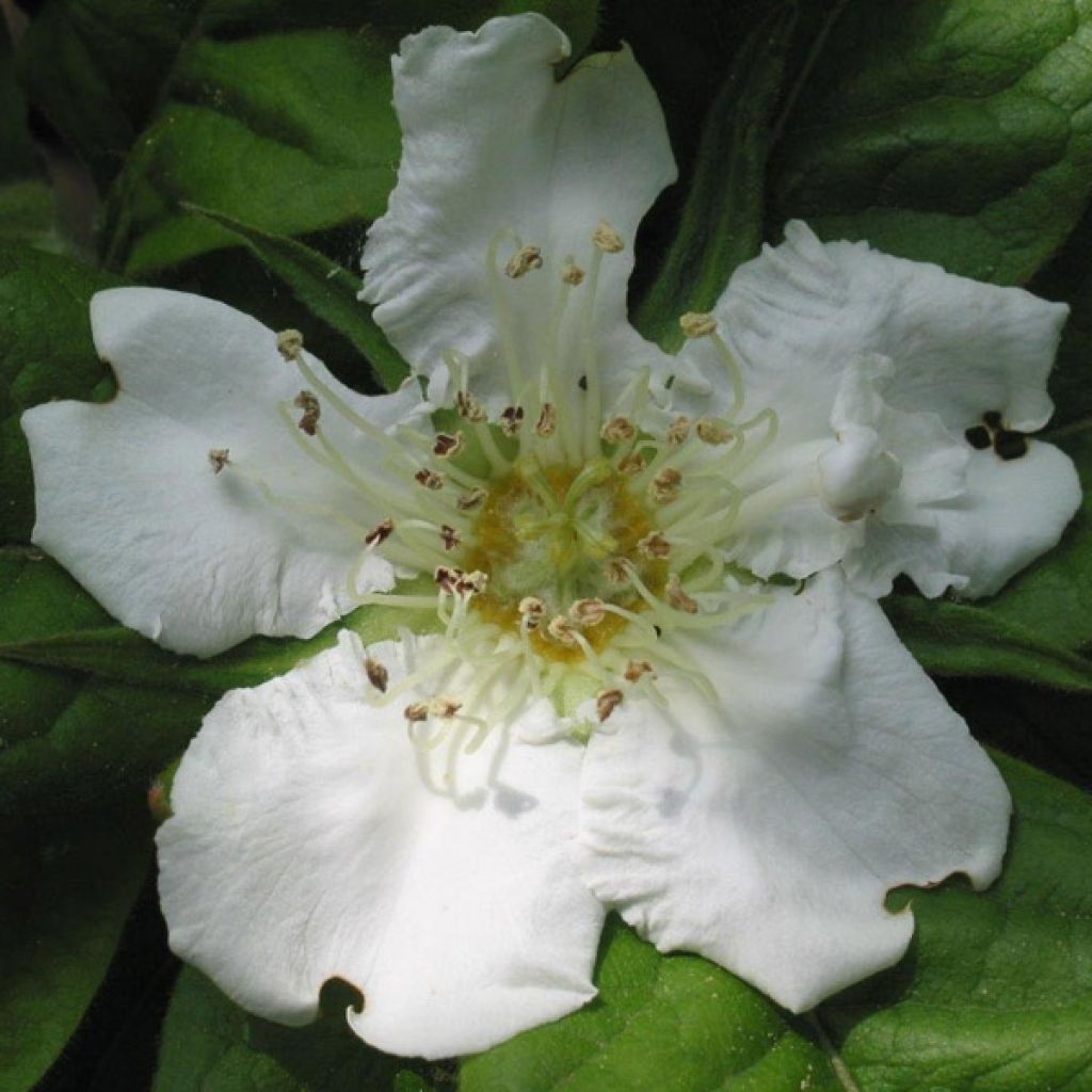 Mespilus germanica - Nespolo