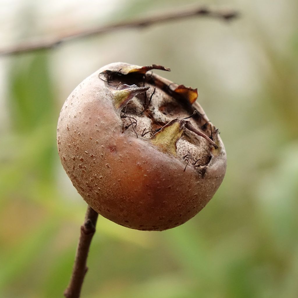 Mespilus germanica Westerveld - Nespolo