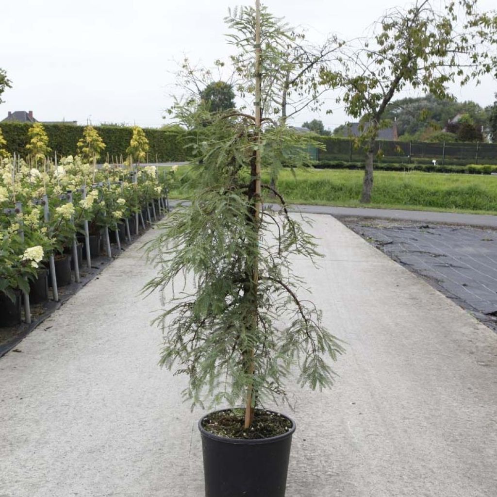 Metasequoia glyptostroboides Miss Grace