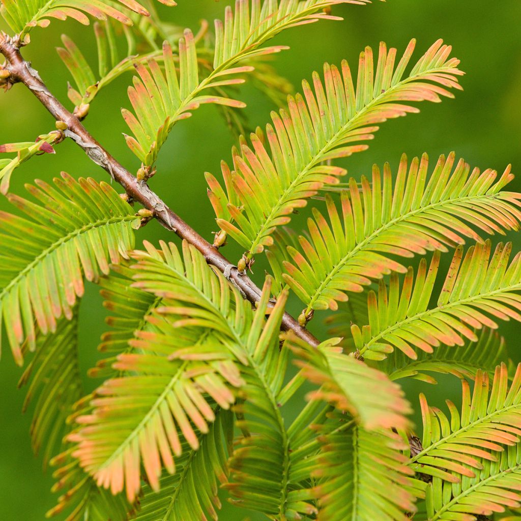 Metasequoia glyptostroboides (semi) - Abete d'acqua