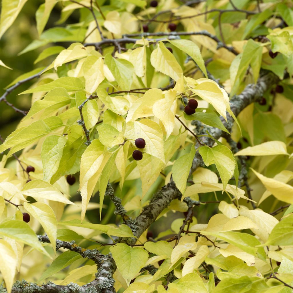 Celtis occidentalis - Bagolaro occidentale