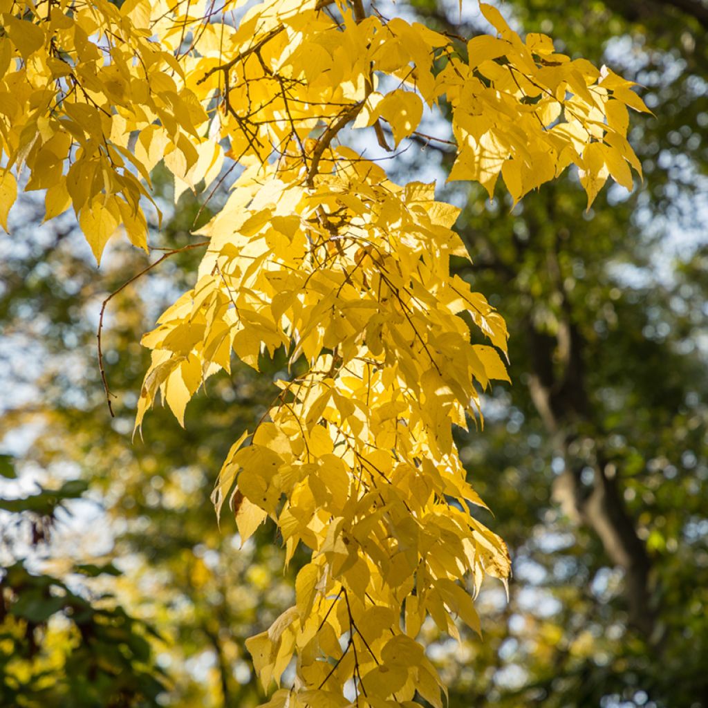 Celtis occidentalis - Bagolaro occidentale