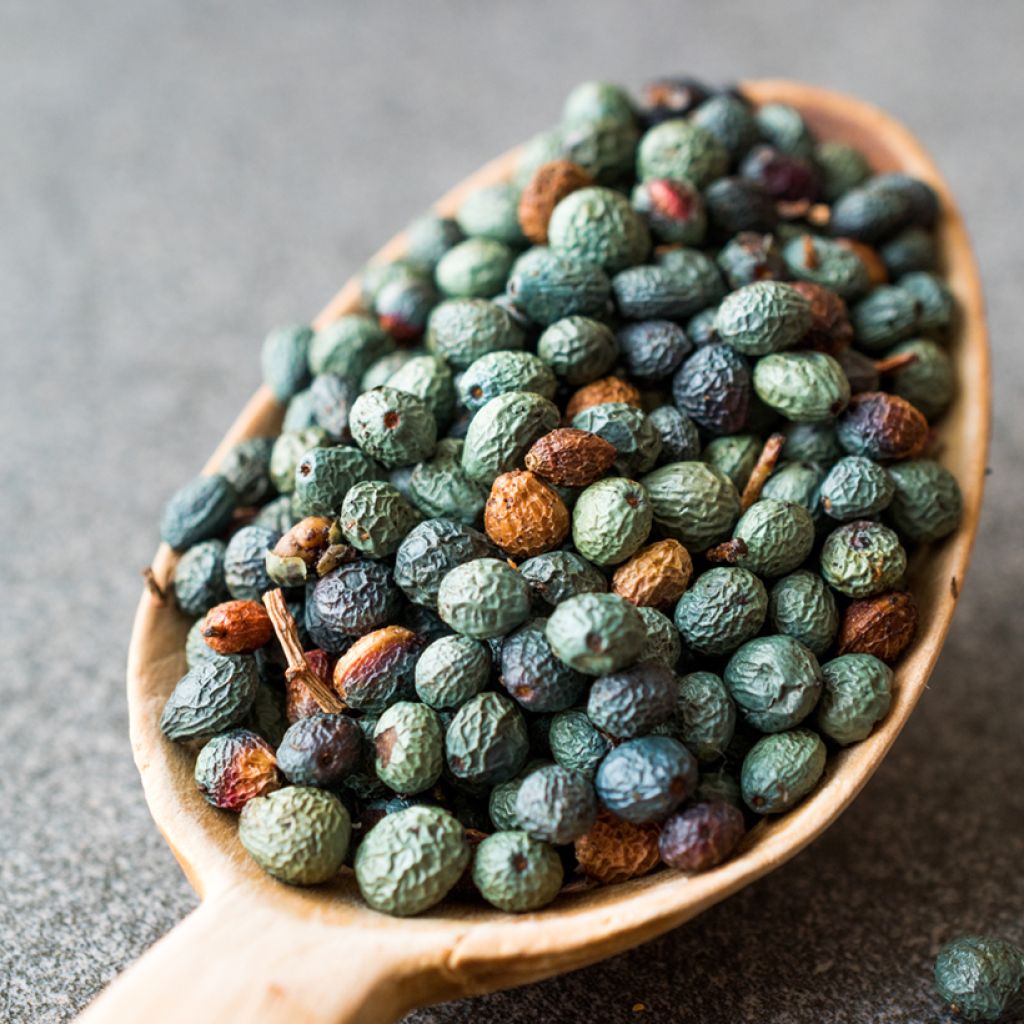 Celtis occidentalis - Bagolaro occidentale