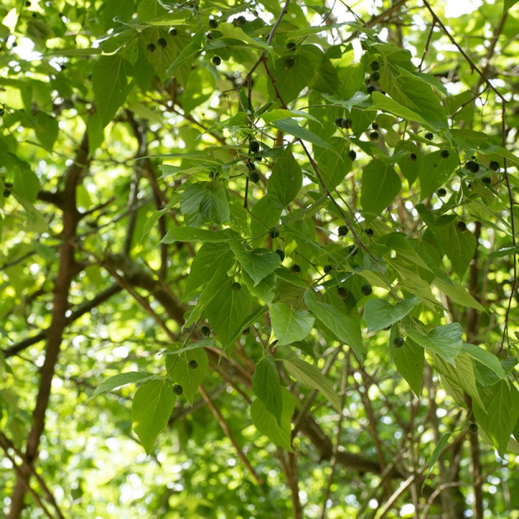 Celtis occidentalis - Bagolaro occidentale