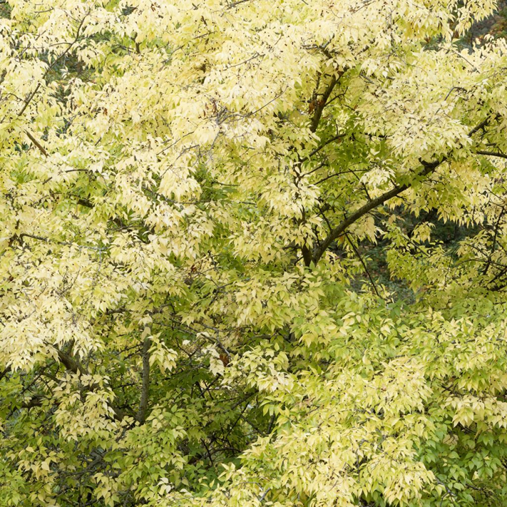 Celtis occidentalis - Bagolaro occidentale