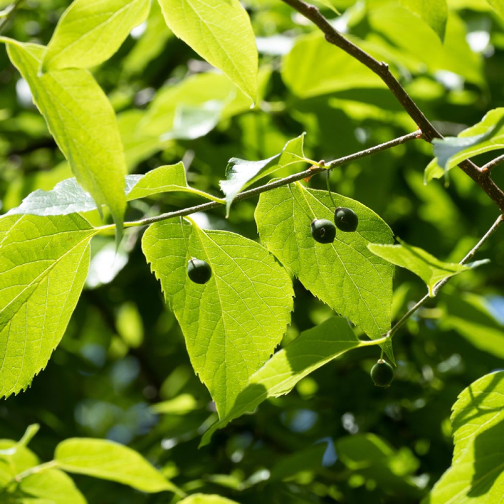 Celtis occidentalis - Bagolaro occidentale