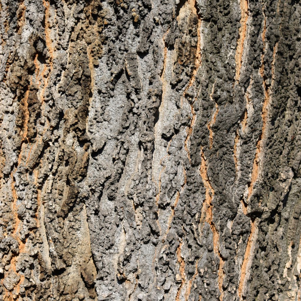 Celtis occidentalis - Bagolaro occidentale