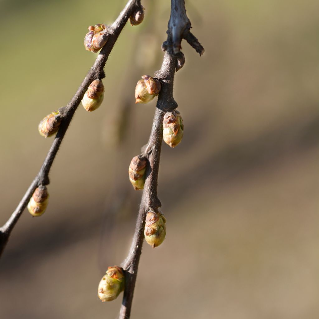 Celtis occidentalis - Bagolaro occidentale