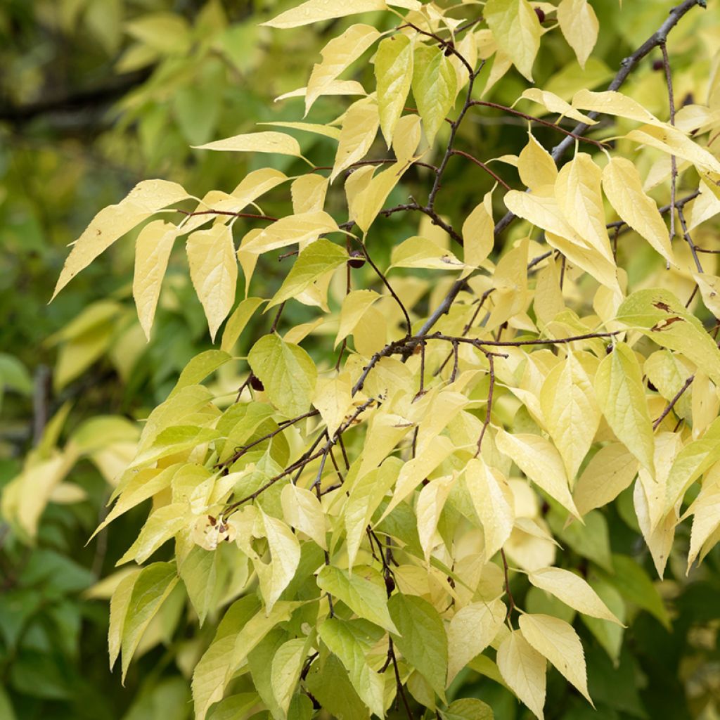 Celtis occidentalis - Bagolaro occidentale