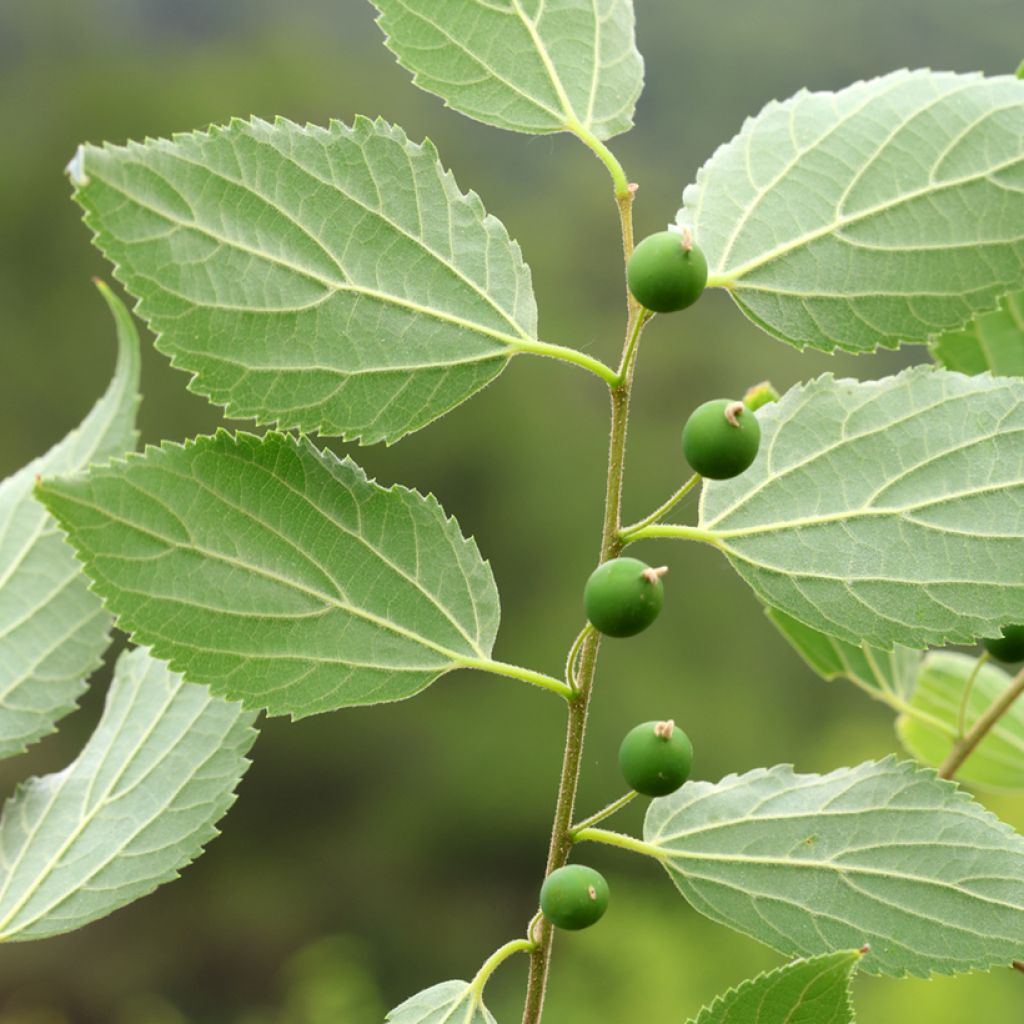 Celtis occidentalis - Bagolaro occidentale